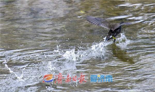 水中珍禽黑水鸡，冬日栖息济南腊山河 