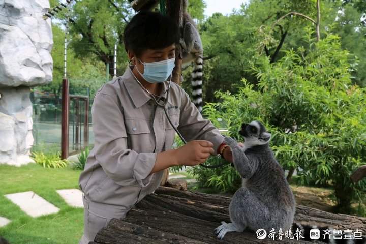 济南动物园最美“奶妈”花开一线