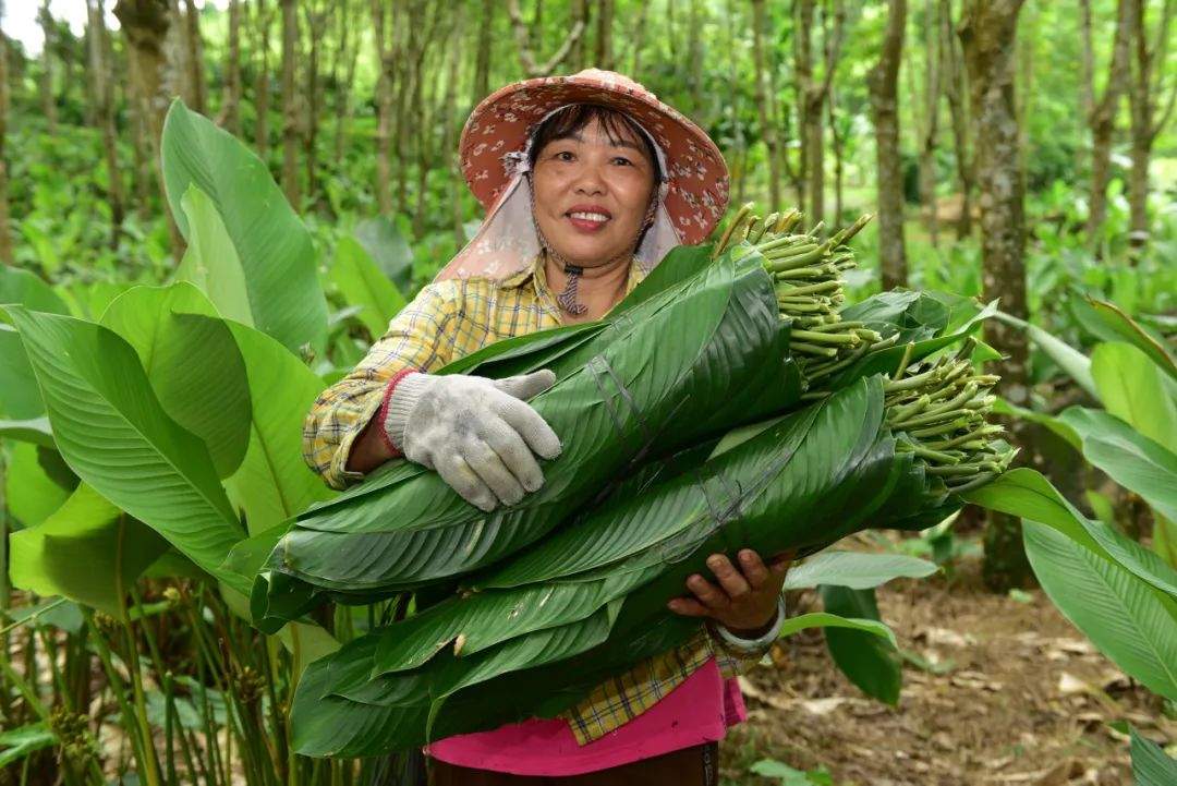 端午临近,你吃的粽子是用哪种叶子包的