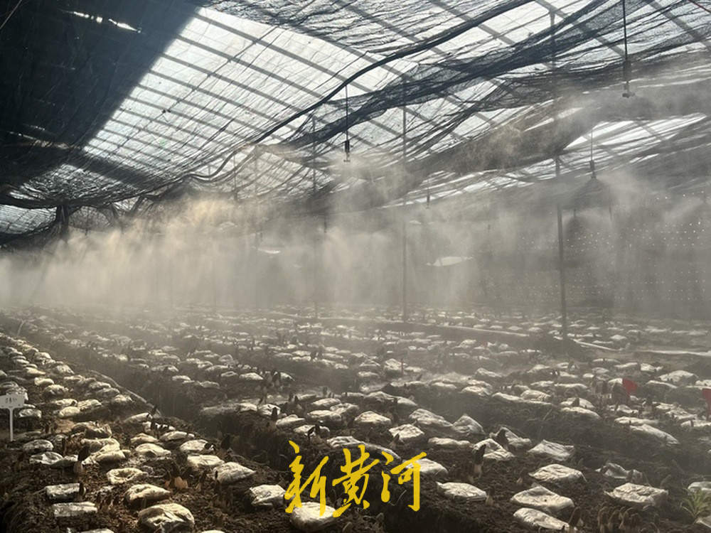 亩产增收数万元,小小羊肚菌撑起“致富伞”