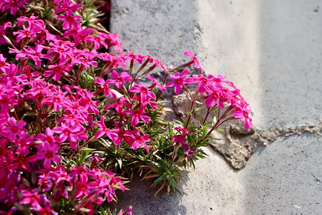 雨后春意浓，芝樱满坡开