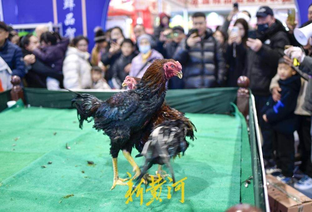 年货会千种好品汇集，非遗斗鸡添彩