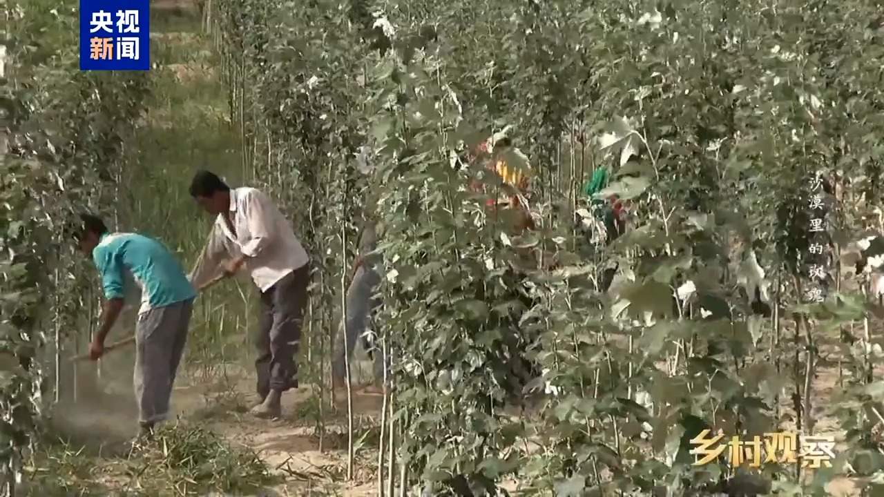 视频丨荒漠也可以成花海 看“沙漠玫瑰”背后的生态之变