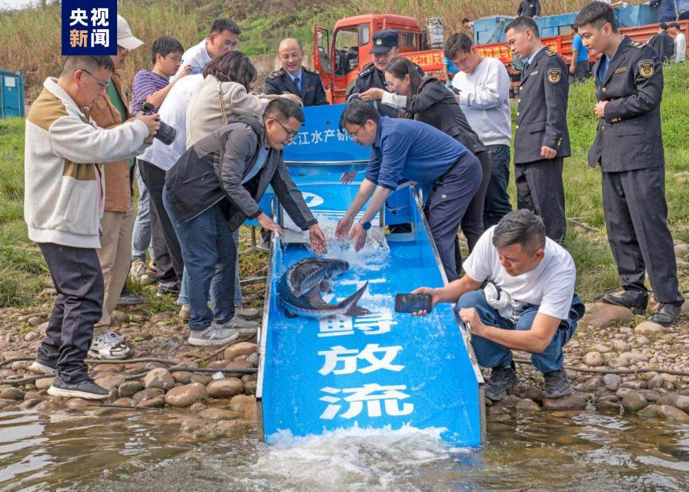 长江鲟野外自然水域产卵场改制与自然孳生试验取得凯旋
