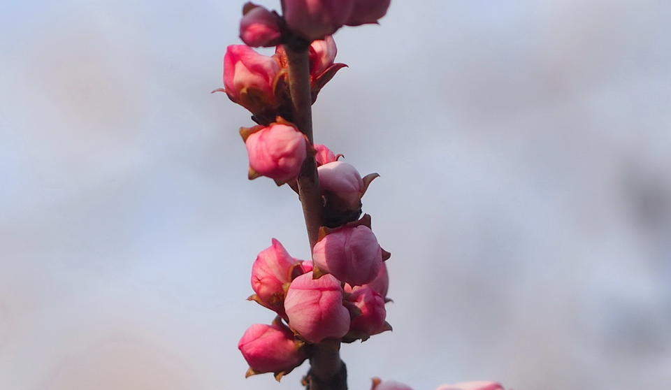 满园春色关不住，千佛山的山桃花马上就开了