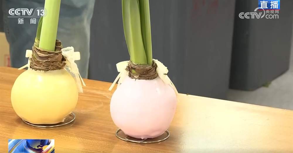 花市“热”起来涌动节前消费暖流 浓浓“年味”映射出中国市场韧性强、活力足