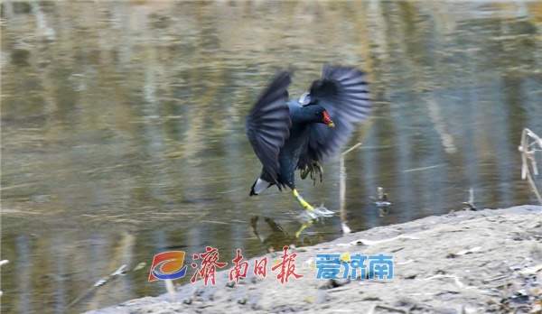 水中珍禽黑水鸡，冬日栖息济南腊山河 