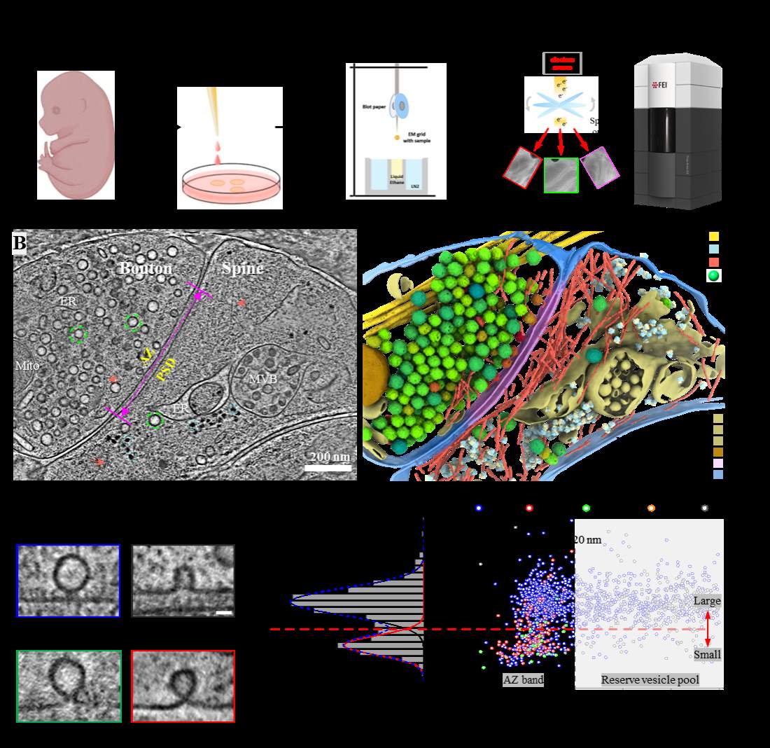 实现毫秒级“动态定格” 中国科大破解神经传信“微观密码”