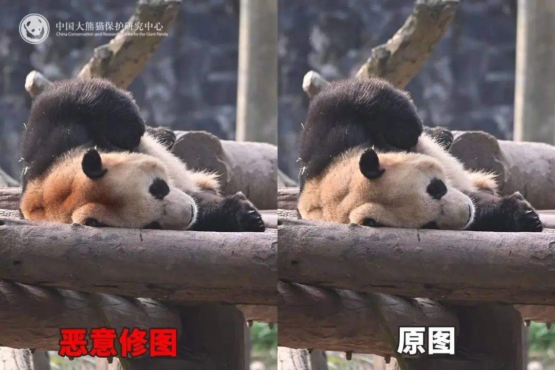 大熊猫背上有“血洞”？熊猫中心紧急发文