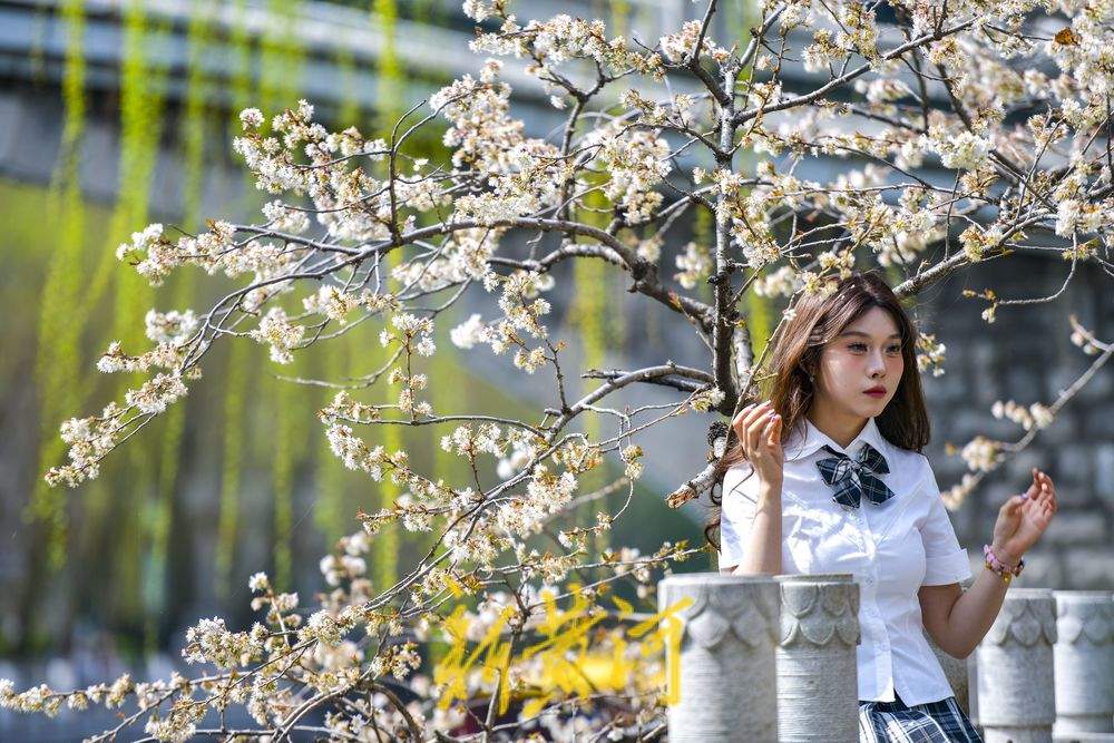 济南护城河畔“独树一枝”变身网红打卡点