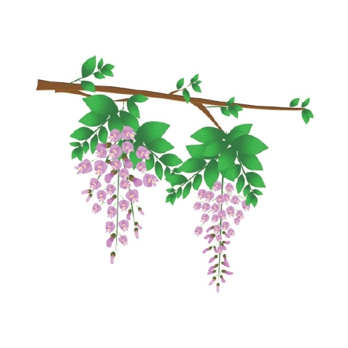 撸槐花