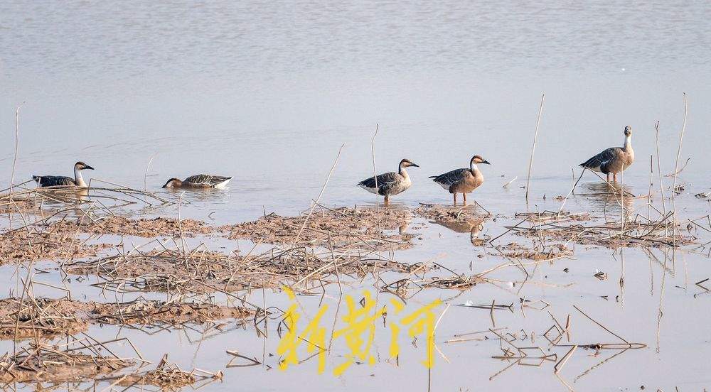 成群野生鸟落户鹊山水库沉沙池越冬