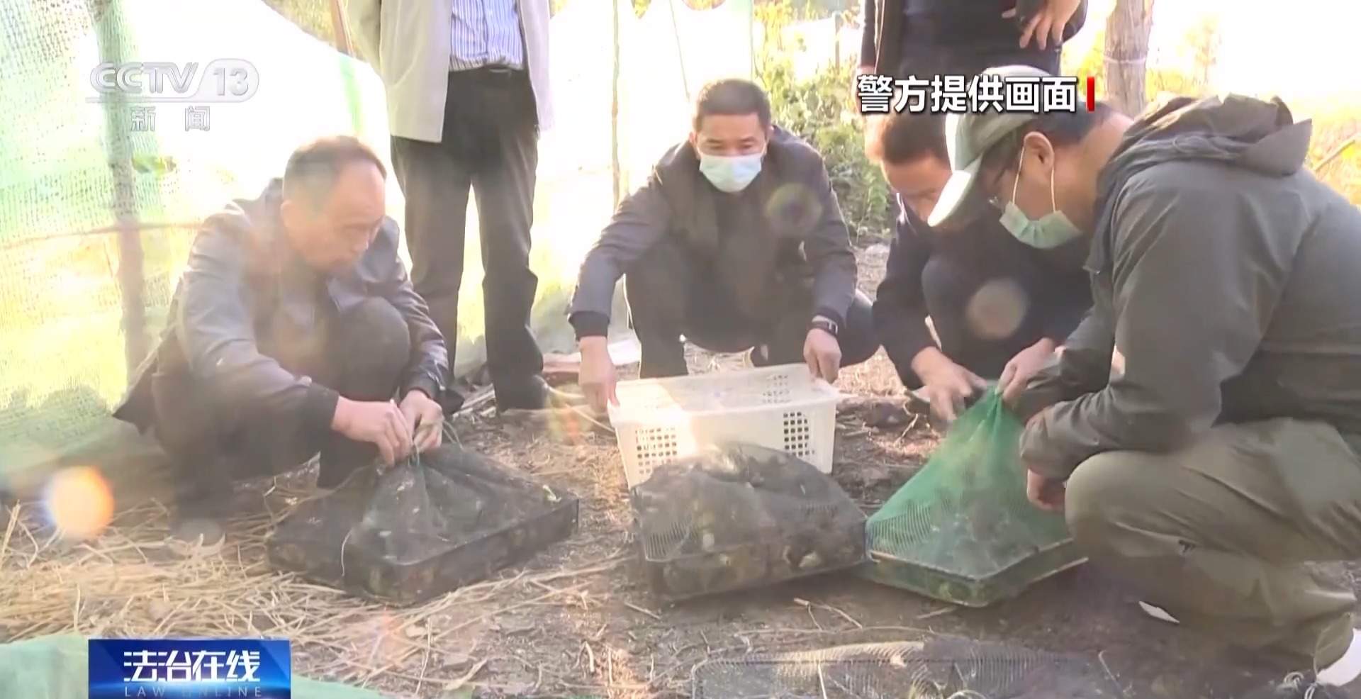 涉案1600余万元 湖北警方打掉54人非法捕杀候鸟团伙