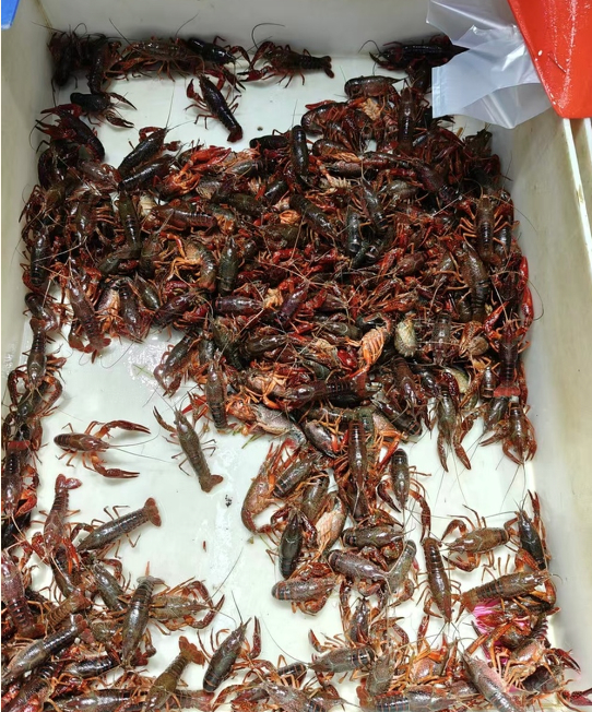 记者实探济南小龙虾市场：销量回落且存在价格差异，海鲜市场工作人员称旺季高峰已过