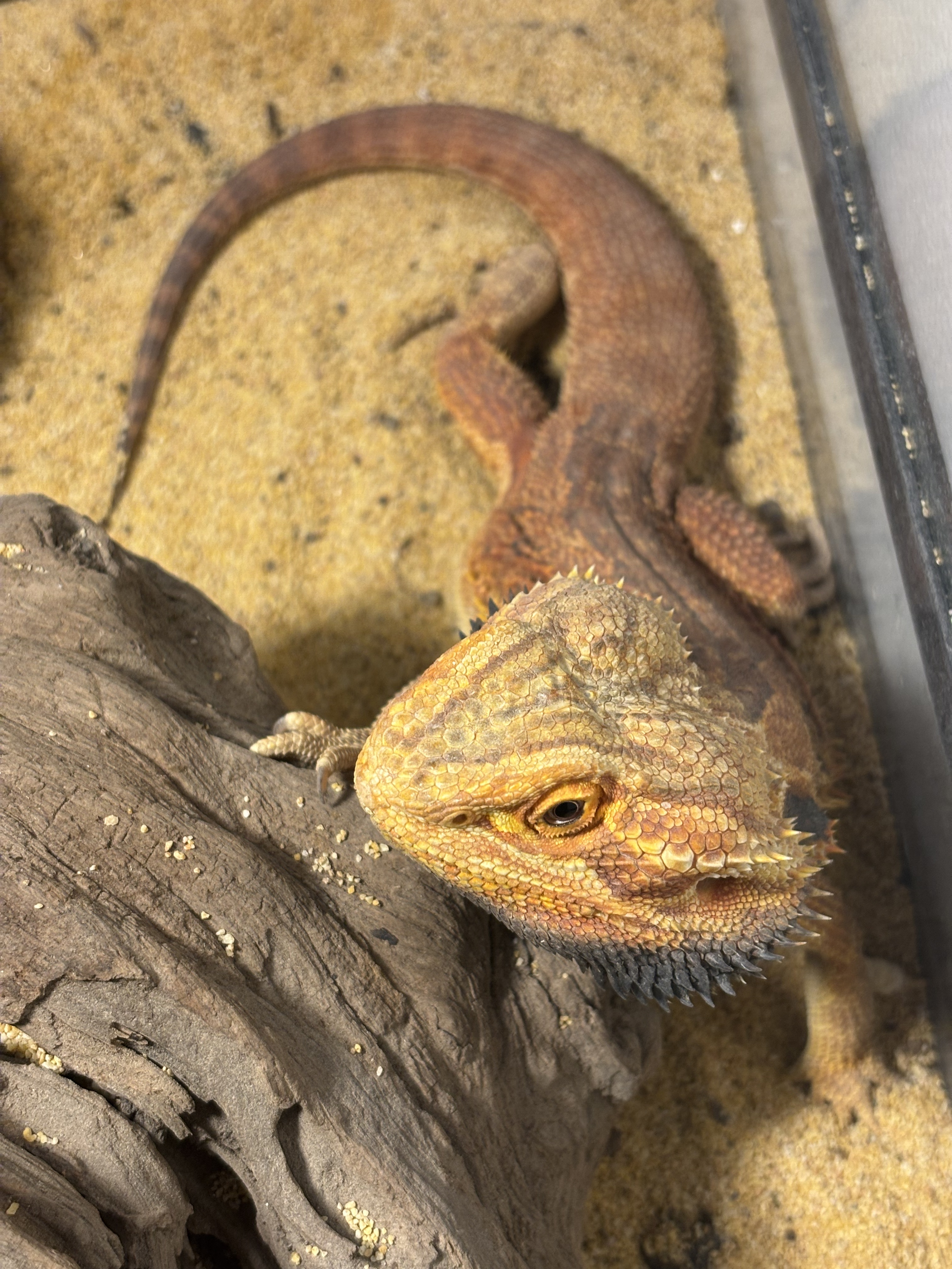 “时光印记”爬宠特展亮相泉城：在琥珀与活体间，探寻亿万年的生命回响