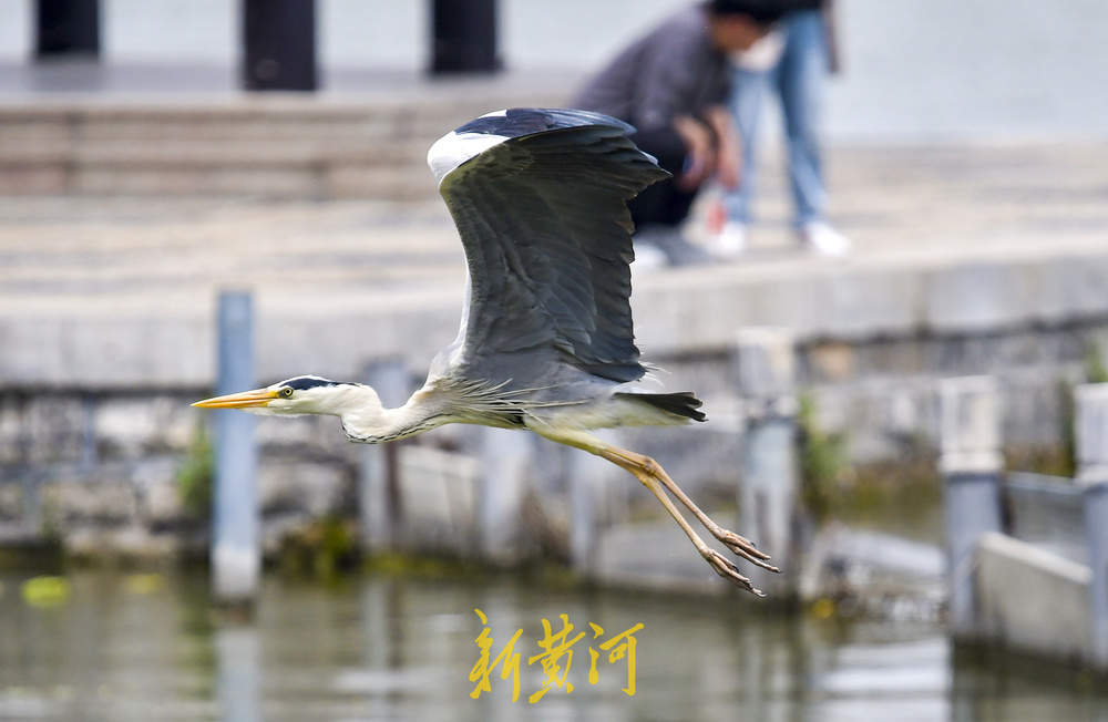初夏野生鸟大明湖“撒欢”展翅觅食四连拍