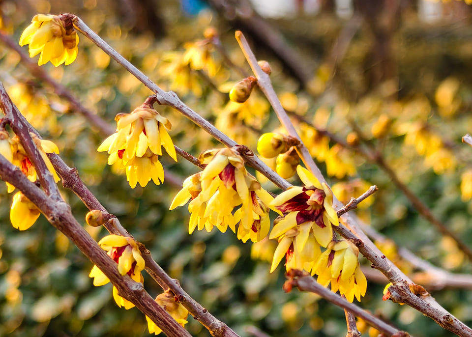 济南千佛山蜡梅园进入最后的赏花期，各品种蜡梅清香扑鼻令人心醉