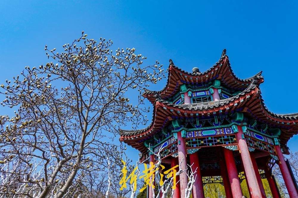 济南大明湖玉兰次第开放 白玉兰含苞伴古建