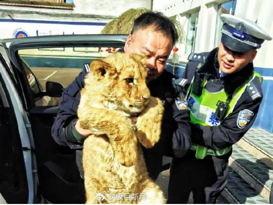 高速路边惊现非洲狮幼崽 初步判断系运输途中遗落
