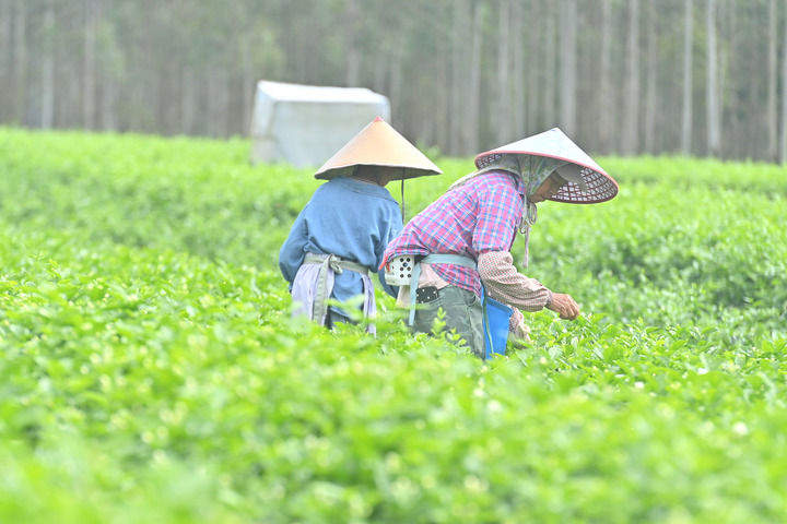 广西横州：风雨过后，茉莉花又开