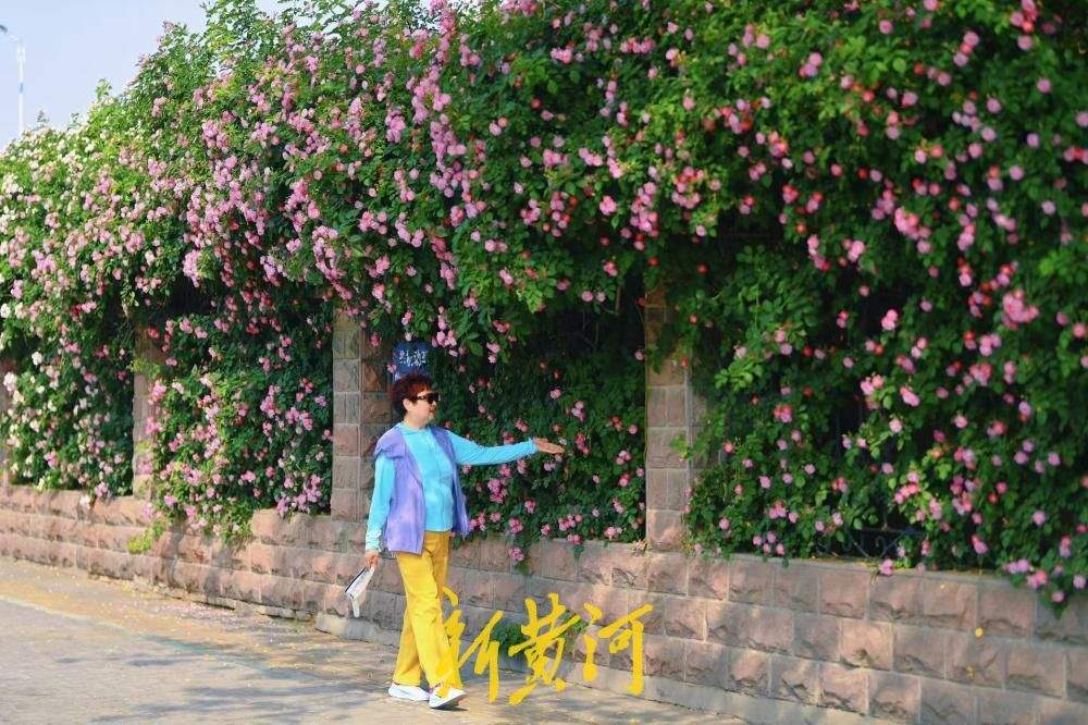 济南明湖北路蔷薇花浪漫上线