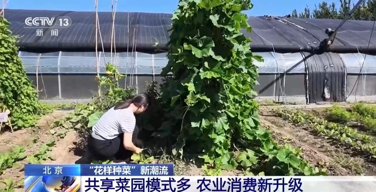 “工位种菜”走红 蔬菜盆栽成了“上班搭子”