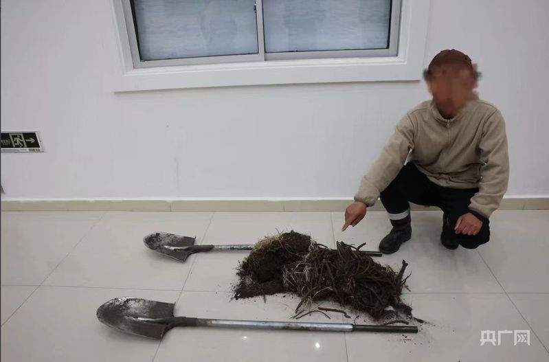 盗挖野生药材,等来的是铁窗和巨额赔偿