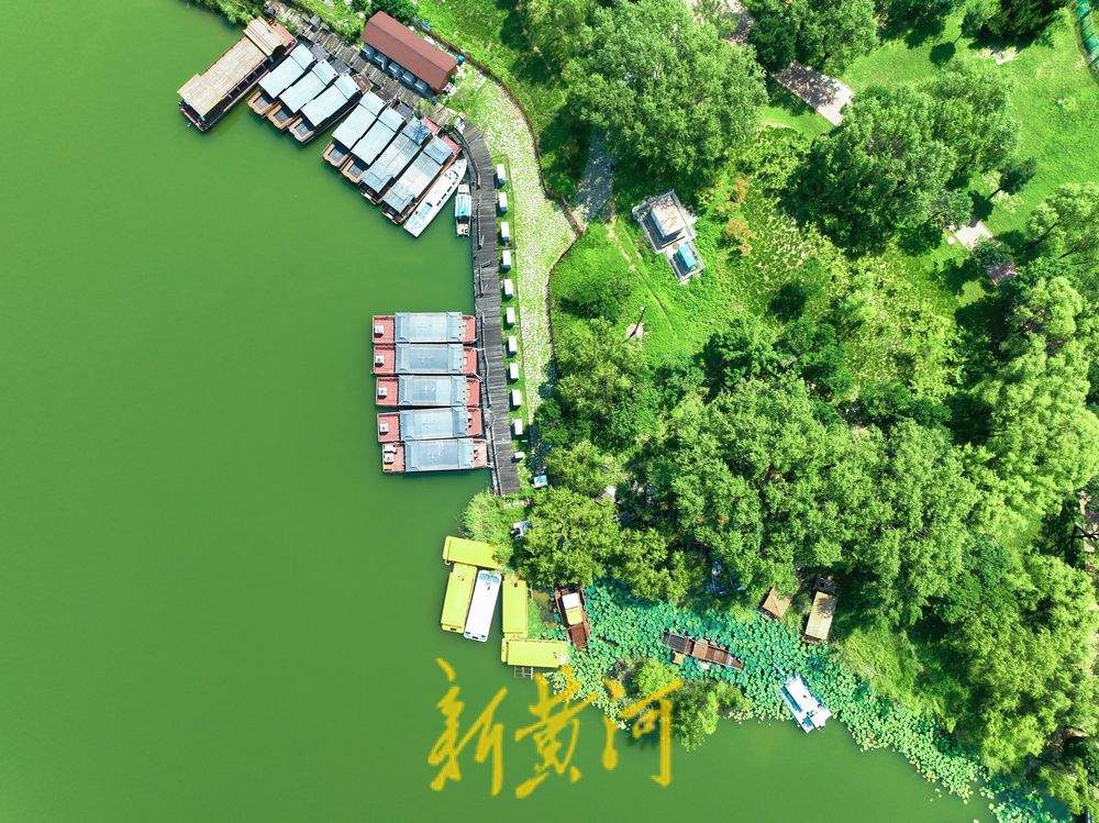 一年四季 泉在济南丨济西湿地“荷柳相伴” 碧连天