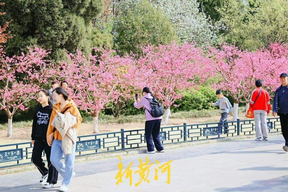 菊花桃盛开灿若云霞 惊艳泉城春日