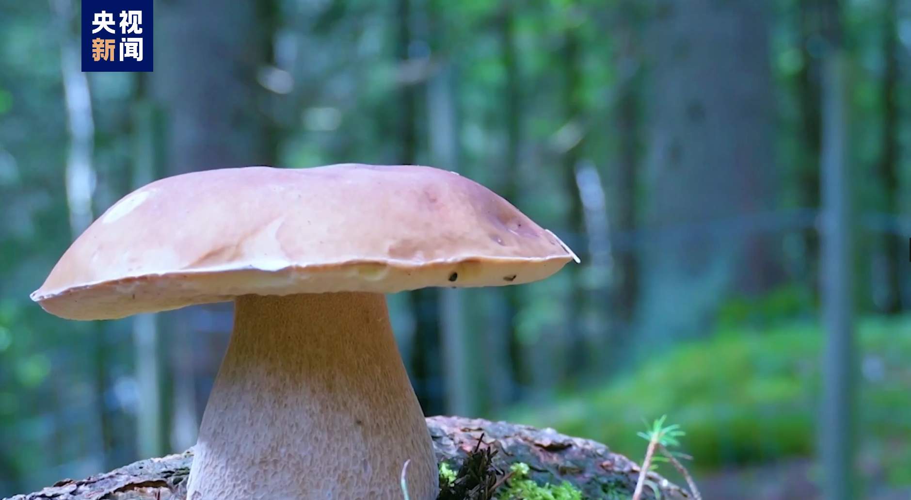 全国首个野生菌保护管理规范性文件今起施行