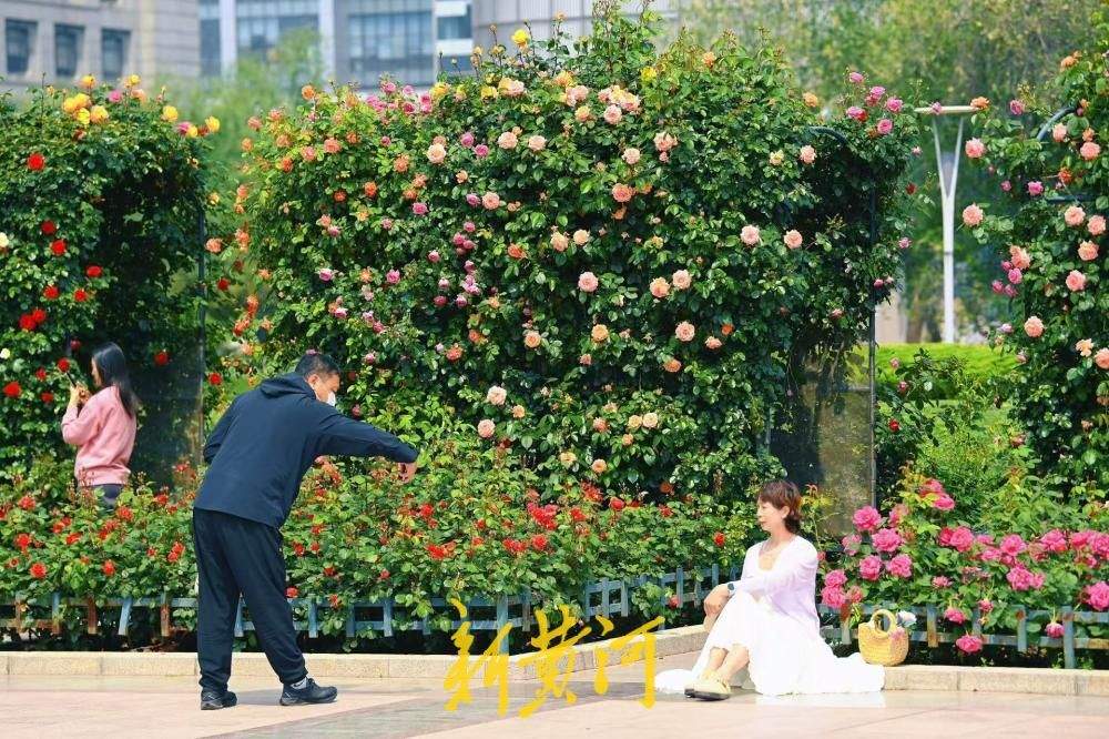 一年四季 泉在济南丨泉城广场月季花廊花团锦簇，美如“莫奈花园”