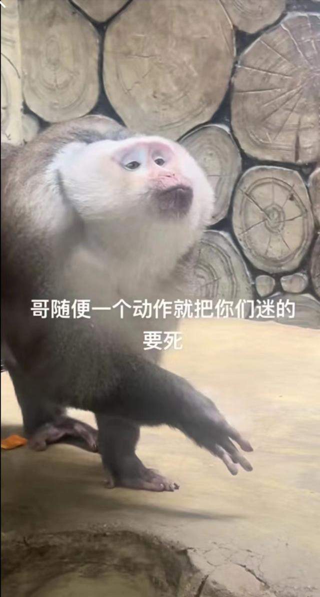 笑不活了!黔灵山园方回应猴子爱凹造型 快让峨眉山的吗喽学学