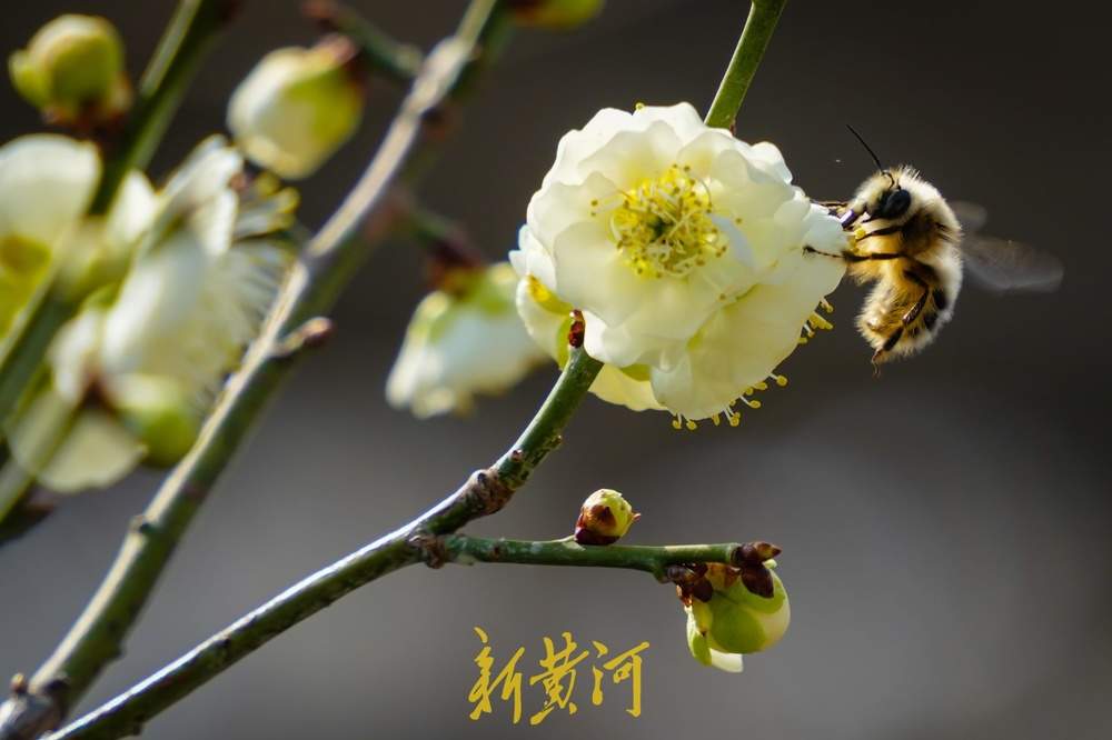 色彩斑斓！泉城春色醉游人