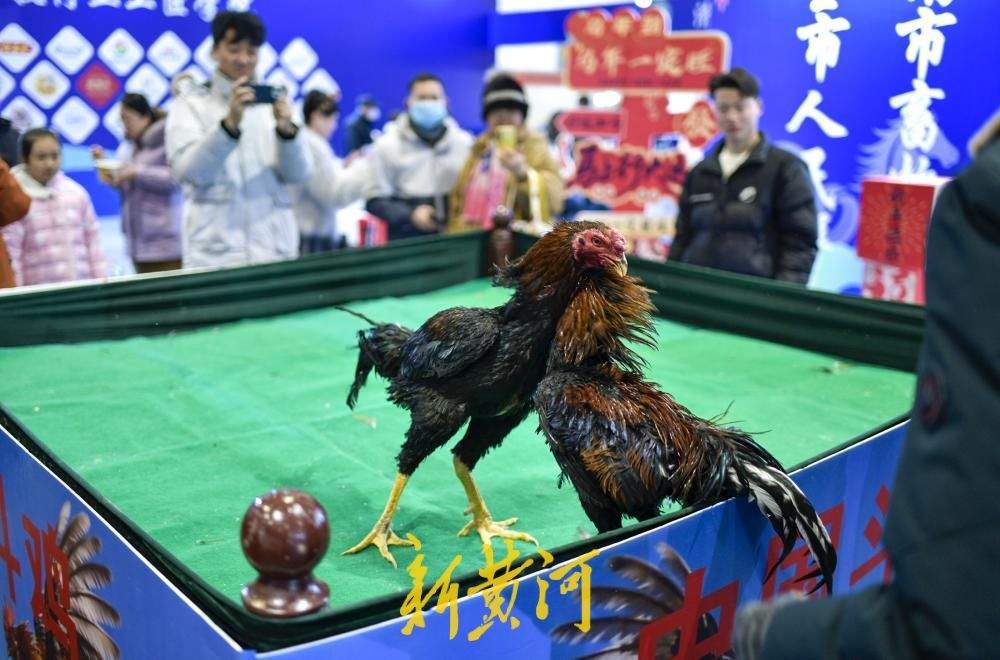 年货会千种好品汇集，非遗斗鸡添彩