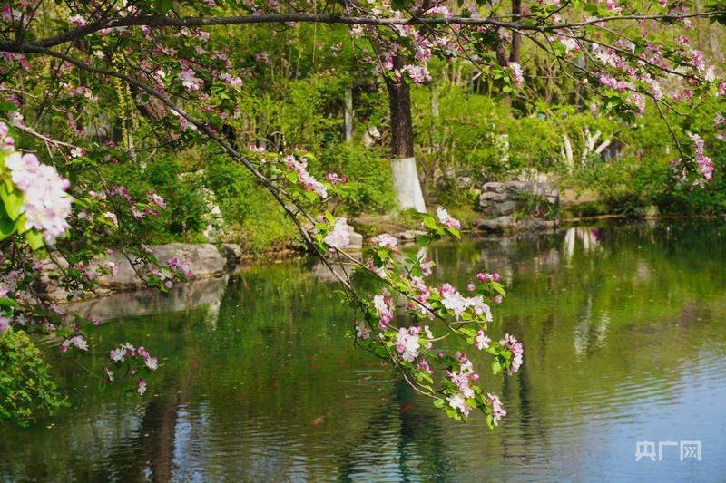 济南：花开满城，暖意融融
