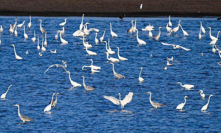 万物“赴”苏竞自由——解码人与自然和谐共生的“江苏样本”