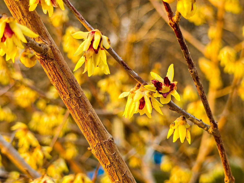 济南千佛山蜡梅园进入最后的赏花期，各品种蜡梅清香扑鼻令人心醉