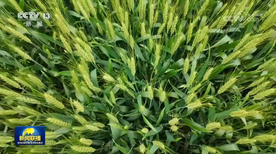 我国加力推进粮油作物大面积单产提升行动