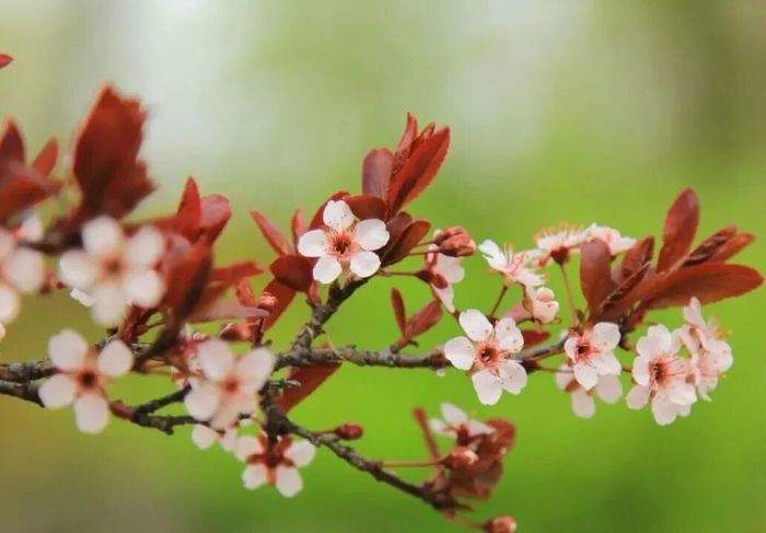 一城春色半城花！济南九大公园藏着这些爆款花景