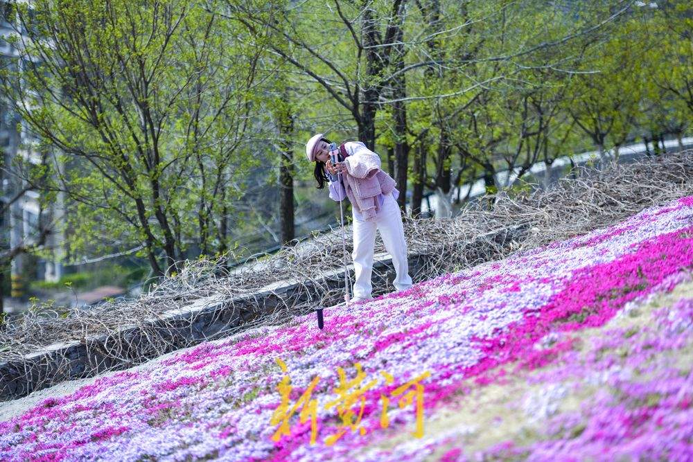 “泉”在济南过五一｜济南牧牛山公园福禄考花盛开