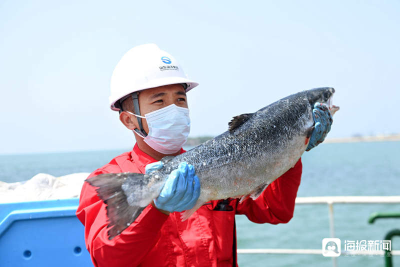 “游”出深海 山东深海三文鱼“跃”上大众餐桌