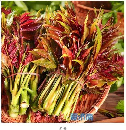 春日吃野菜不冒险：济南疾控发布“叶部可食野菜与有毒植物鉴别全攻略”