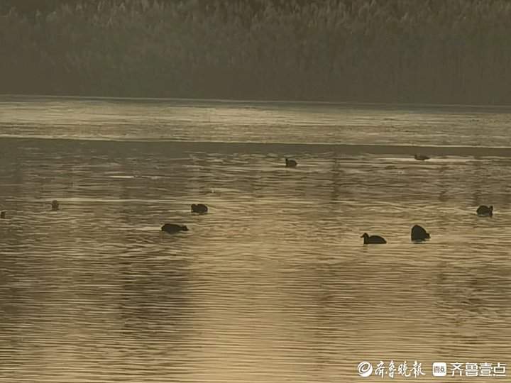水鸟跃波添活力，华山美景入画来