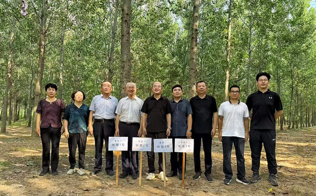 11年，为了一棵不飘絮的树