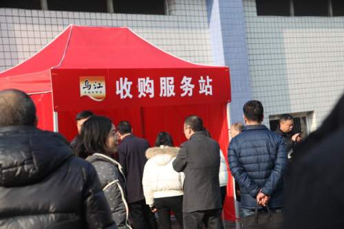 涪陵榨菜2026年青菜头收购启幕，效率与服务温度并存提质