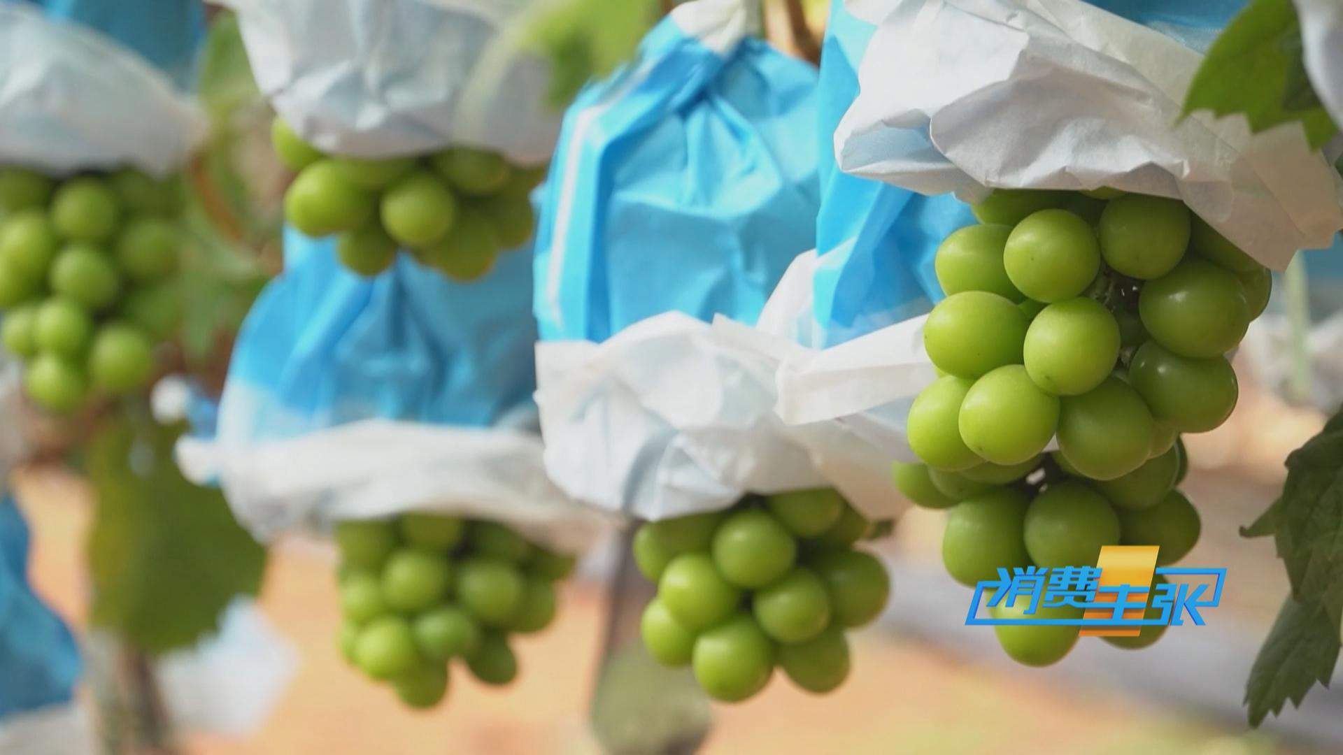 榴莲价格走低 首批国产“树上熟”榴莲也将上市!口感如何?