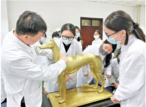 针灸艾灸推拿按摩 “毛孩子”也开始看中医了