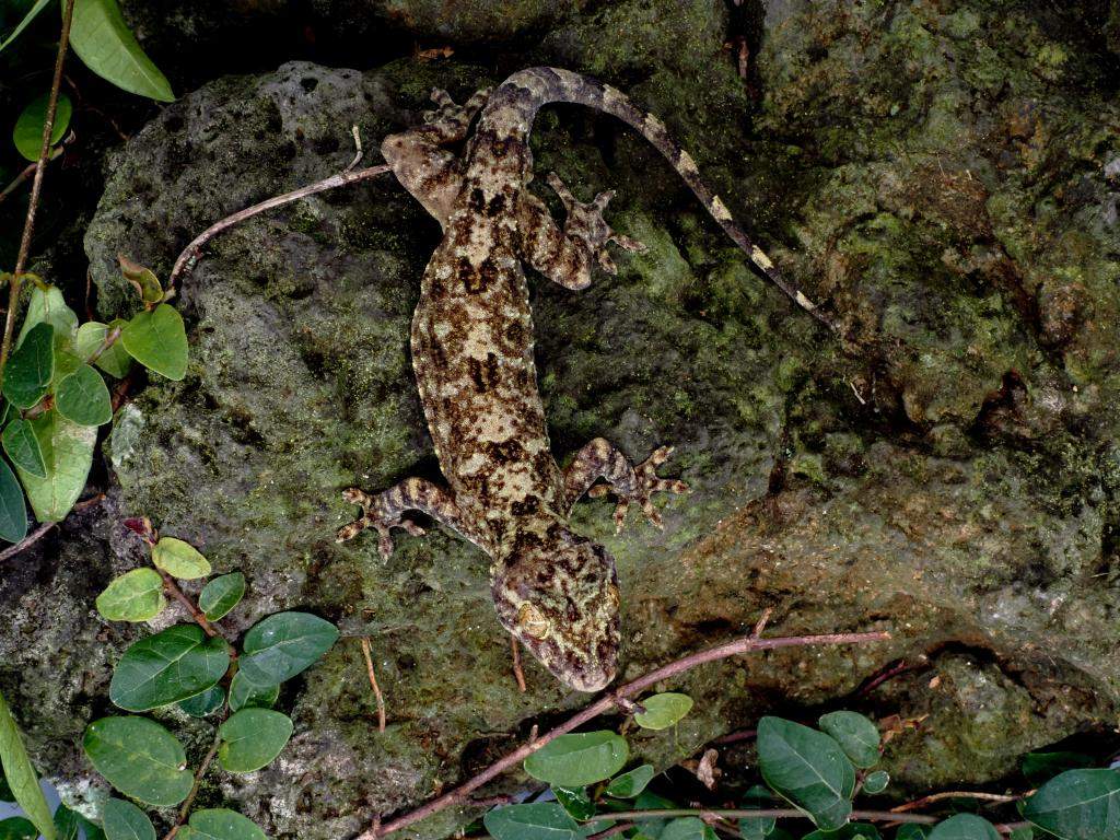 时隔百余年 海南发现壁虎属新物种