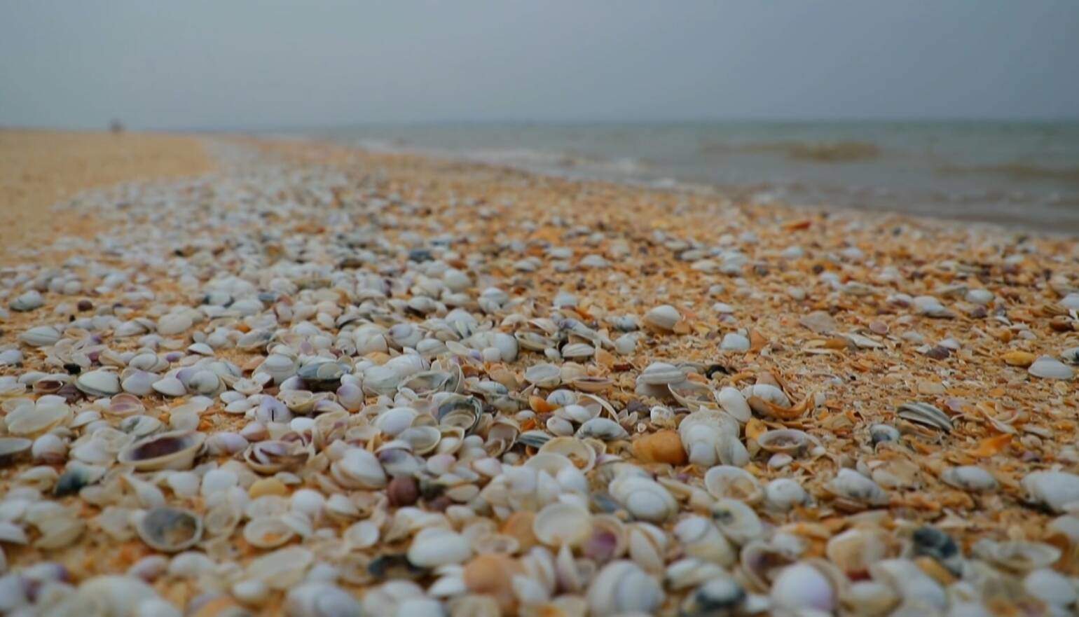 沿着黄河遇见海丨无棣：河海交织的艺术长卷