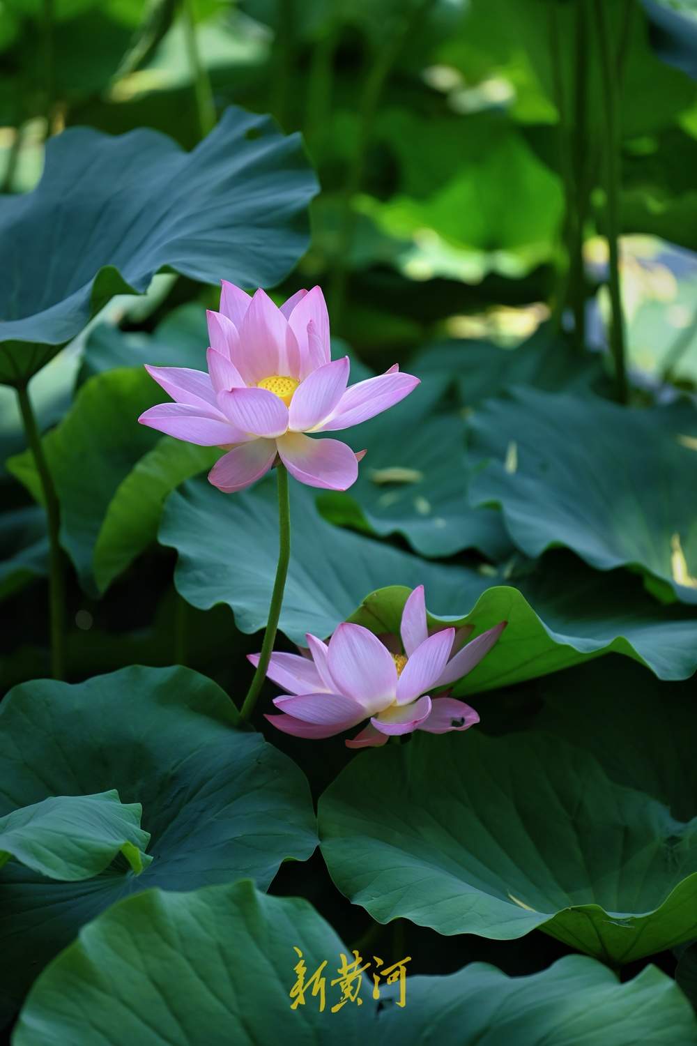 盛夏已至，大明湖的第一波荷花开了